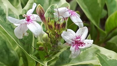 Pseuderanthemum maculatum, photographed by Ong Jyh Seng