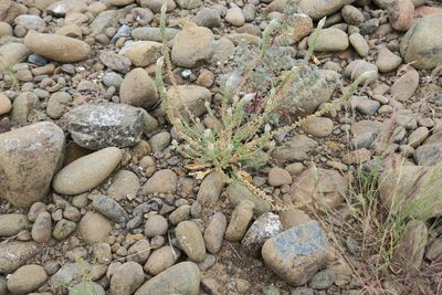 Reseda aucheri, photographed by Jacky Judas