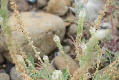 Reseda aucheri, photographed by Jacky Judas