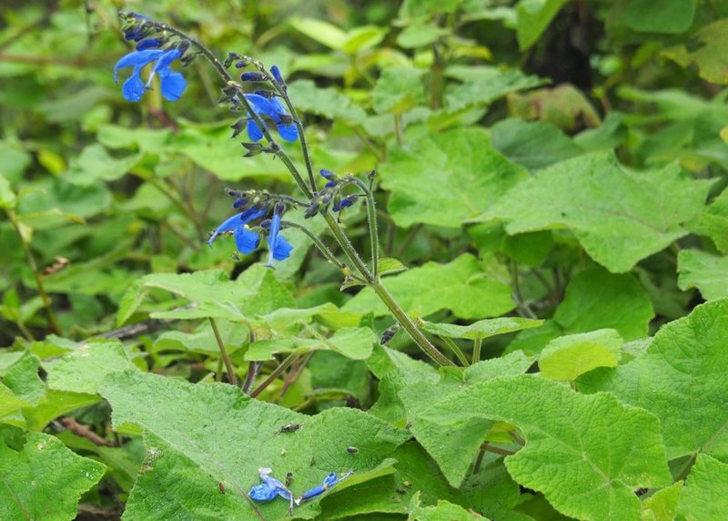 Salvia sagittata, photographed by John G. Phillips