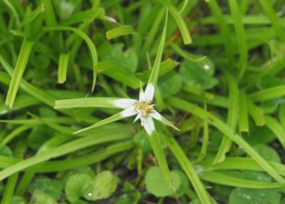 Rhynchospora nervosa, photographed by John G. Phillips