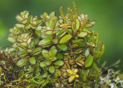 Peperomia galapagensis, photographed by John G. Phillips