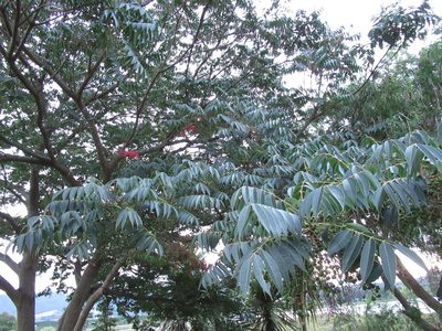 Toxicodendron succedaneum, photographed by Robert Briggs