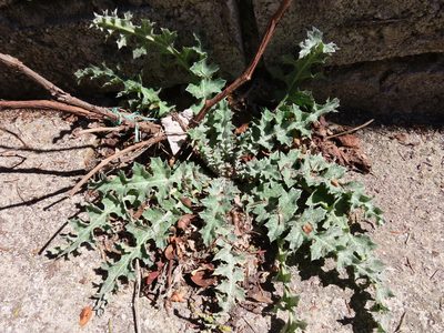 Onopordum illyricum, photographed by Emanuele Santarelli