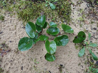 Asarum contractum, photographed by Evan M. Raskin