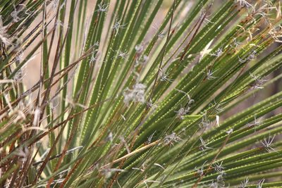Dasylirion acrotrichum, photographed by José Belem Hernández Díaz