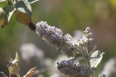 Condea albida, photographed by José Belem Hernández Díaz