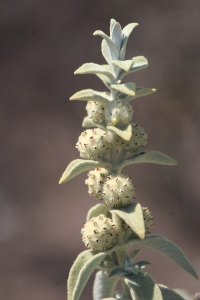 Buddleja perfoliata, photographed by José Belem Hernández Díaz