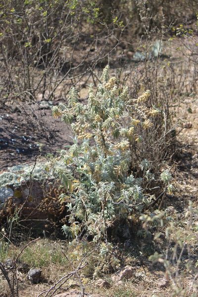 Buddleja perfoliata, photographed by José Belem Hernández Díaz