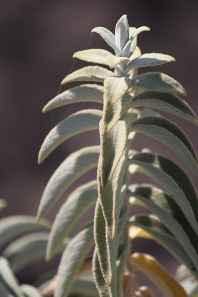 Buddleja perfoliata, photographed by José Belem Hernández Díaz