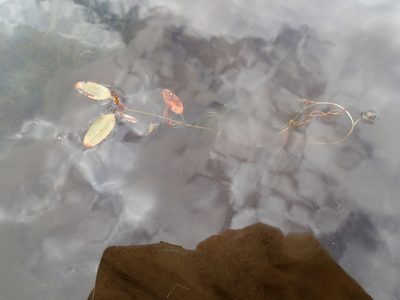 Potamogeton spirillus, photographed by Rob Foster