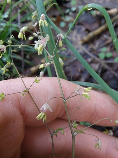 Thalictrum debile, photographed by Will McFarland