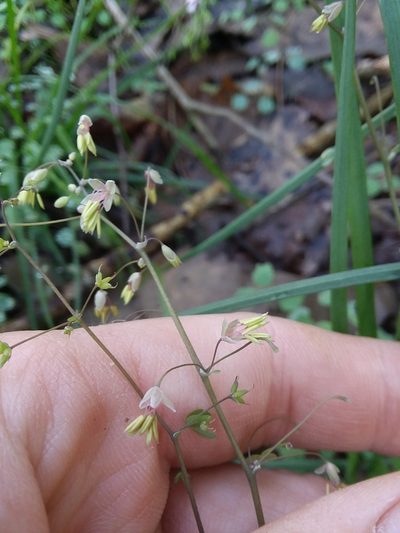 Thalictrum debile, photographed by Will McFarland