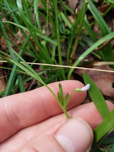 Lathyrus pusillus, photographed by Will McFarland