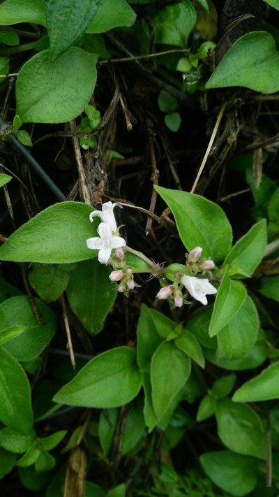 Neanotis formosana, photographed by Cheng-Te Hsu