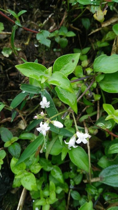 Neanotis formosana, photographed by Cheng-Te Hsu