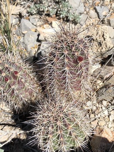 Echinocereus coccineus, photographed by CK2AZ