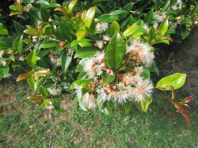 Syzygium paniculatum, photographed by phoebeandrews
