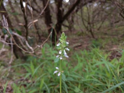 Stachys eremicola, photographed by Cleveland Powell
