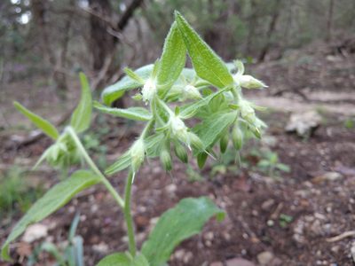 Lithospermum helleri, photographed by Cleveland Powell