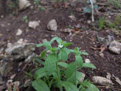 Lithospermum matamorense, photographed by Cleveland Powell