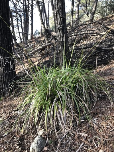 Carex obispoensis, photographed by Kyle Nessen