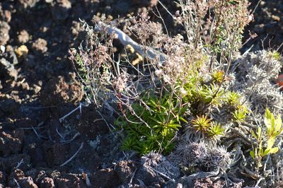 Dubautia scabra, photographed by David Anderson
