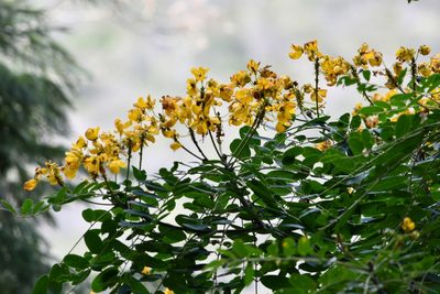 Senna racemosa, photographed by adel-fridus
