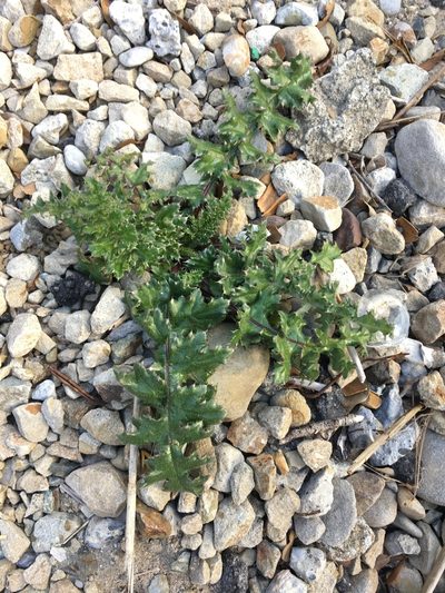 Cirsium maritimum, photographed by iwamotoshuko