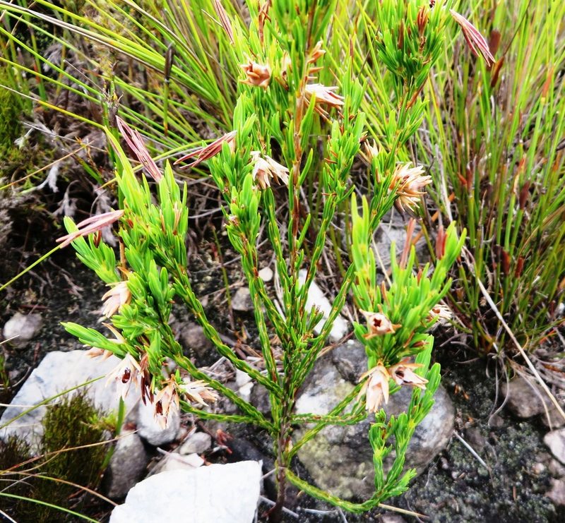 Erica dianthifolia, photographed by linkie