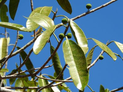 Ficus crocata, photographed by Francisco Farriols Sarabia
