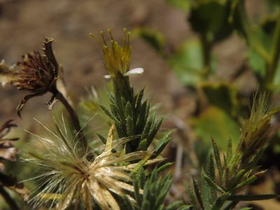 Chaetanthera glandulosa, photographed by Nicolás Lavandero