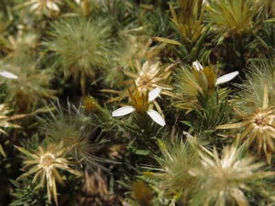 Chaetanthera glandulosa, photographed by Nicolás Lavandero