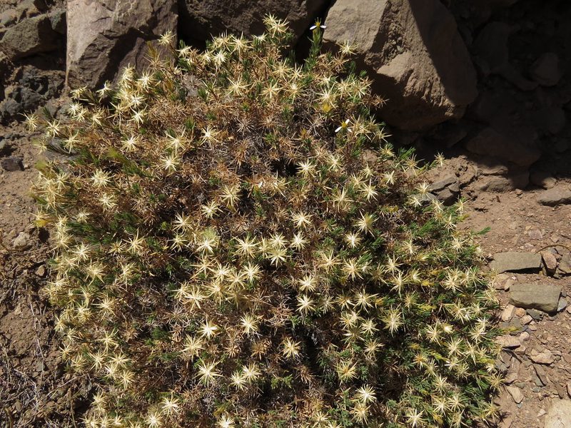 Chaetanthera glandulosa, photographed by Nicolás Lavandero