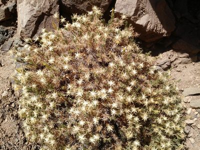 Chaetanthera glandulosa, photographed by Nicolás Lavandero