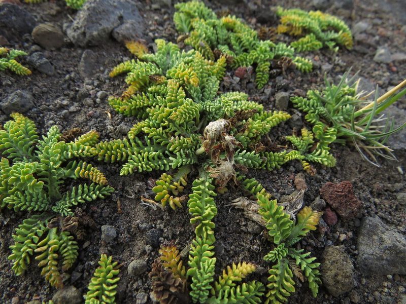 Leucheria scrobiculata, photographed by Nicolás Lavandero