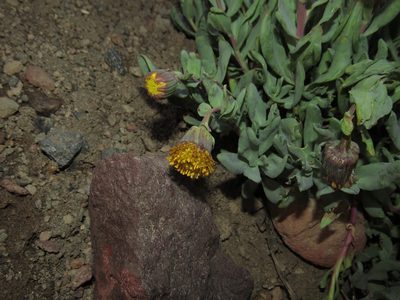 Senecio lithostaurus, photographed by Nicolás Lavandero