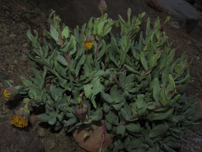 Senecio lithostaurus, photographed by Nicolás Lavandero
