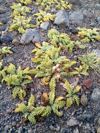 Leucheria scrobiculata, photographed by Nicolás Lavandero