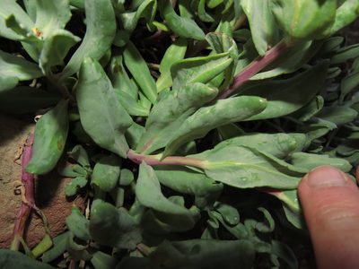 Senecio lithostaurus, photographed by Nicolás Lavandero
