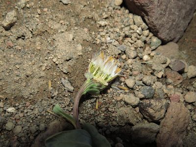 Senecio lithostaurus, photographed by Nicolás Lavandero