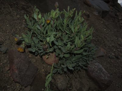 Senecio lithostaurus, photographed by Nicolás Lavandero