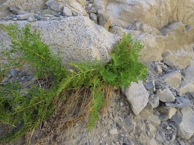 Cryptogramma fumariifolia, photographed by Nicolás Lavandero