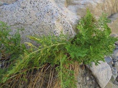 Cryptogramma fumariifolia, photographed by Nicolás Lavandero