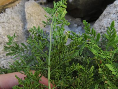 Cryptogramma fumariifolia, photographed by Nicolás Lavandero