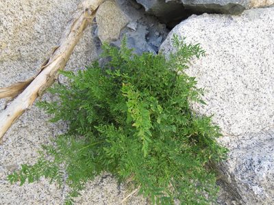 Cryptogramma fumariifolia, photographed by Nicolás Lavandero