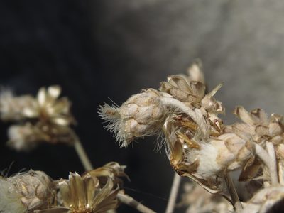 Leucheria floribunda, photographed by Nicolás Lavandero
