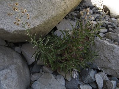Leucheria floribunda, photographed by Nicolás Lavandero