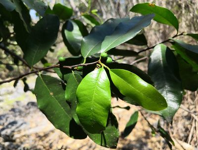 Sideroxylon cartilagineum, photographed by adel-fridus