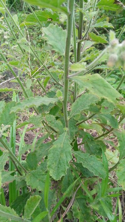 Blumea oblongifolia, photographed by Cheng-Te Hsu